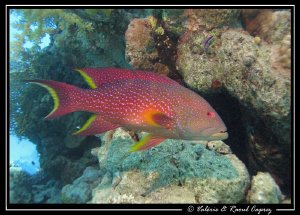Variola louti taken with a Canon G9 and a single Ikelite ... by Raoul Caprez 